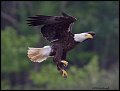 _2SB0355 american bald eagle